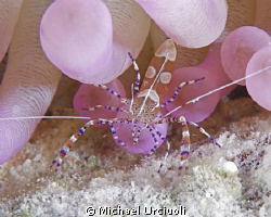 Caught this Spotted Cleaner Shrimp in a purple anemone at... by Michael Urciuoli 